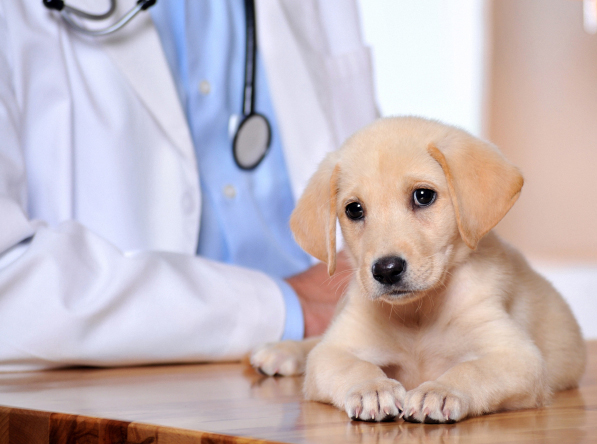 Gaithersburg, Rockville, Silver Springs, Montgomery County, MD Pet Clinic Insurance